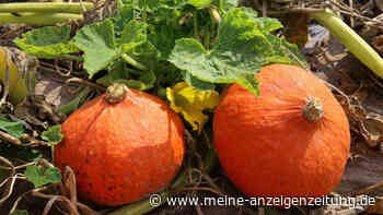 Wegen Hitze können Hokkaido-Kürbisse vielerorts jetzt schon geerntet werden