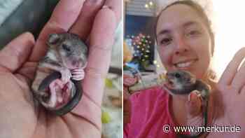 Überraschung im Badezimmerschrank: Münchner Familie findet Siebenschläfer-Babys und deren Mama