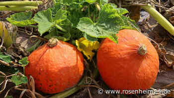 Wegen Hitze können Hokkaido-Kürbisse vielerorts jetzt schon geerntet werden