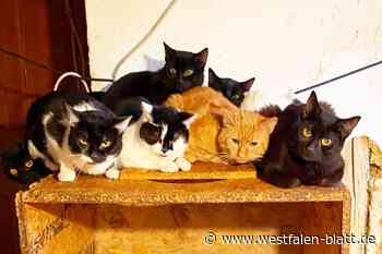 Animal Hoarding: 73 krankhafte Tiersammler aufgeflogen