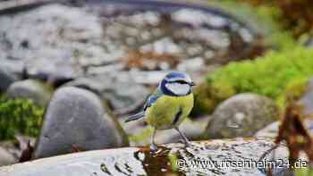 Durstlöscher für Tiere: Wie man Vögeln und Co bei Hitze hilft