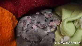 Ein sicheres Nest für ihre Babys – Siebenschläfer-Mama baut Nest in Badezimmer