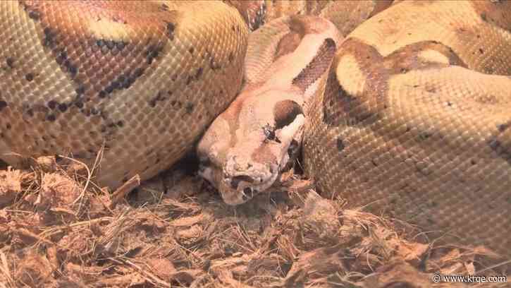 Snake found in Target shopping cart in Iowa gets new home