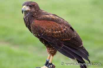 Charcuterie on the Pier event falconer recounts hunt with Prince Phillip