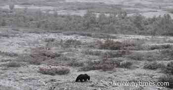 Alaska’s Slaughter of Bears Must Stop