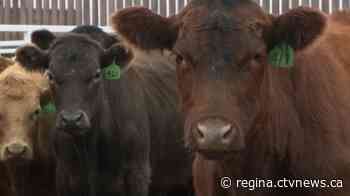 Sask. to offer up to $70M for livestock producers hit hard by drought