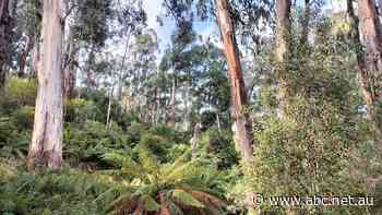 One the eve of Victoria's native forest logging ban, more than 10 alpine coupes are earmarked for harvesting