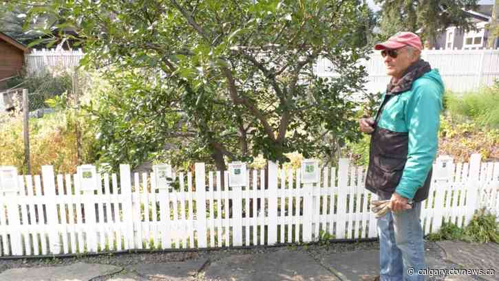 Canmore paying residents to remove fruit trees to help reduce bear encounters