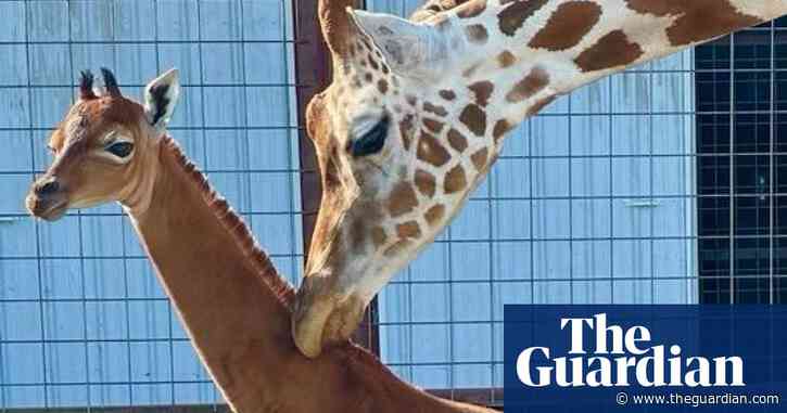 Spotless giraffe, thought to be only one in world, born at Tennessee zoo