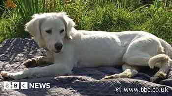 Missing dog rescued after rush-hour motorway mayhem