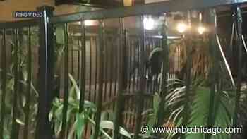 Video shows suspects beating man with golf clubs in River West