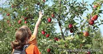 Apple picking: Where to pick your own at suburban orchards