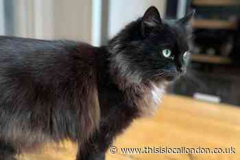 South London RSPCA longest stay cats in need of homes