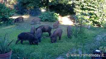 Perché a Roma negli ultimi mesi sono diminuiti gli avvistamenti di cinghiali