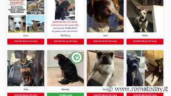 Nessuno cerca i cani rubati. Perché per ritrovarli è meglio affidarsi al "fai da te"