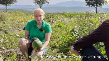 Im Harzvorland reifen die Wassermelonen