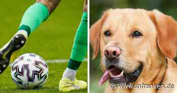 Spielabbruch in Frensdorf: Fußballer der Gastmannschaft bei Kreisligaspiel von Hund gebissen