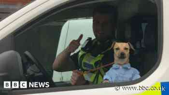 Wolverhampton police remove smartly dressed dog from 'intoxicated' owner