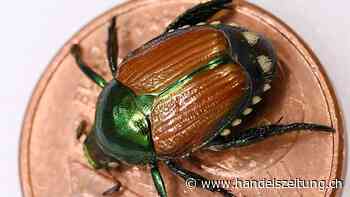 Wallis leitet Ausmerzung von Japankäfern ein