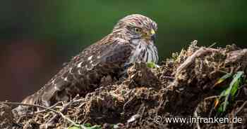 Habicht in Coburg vergiftet: LBV befürchtet Gefahr für Kinder und Hunde - "Nun haben wir natürlich Sorge"