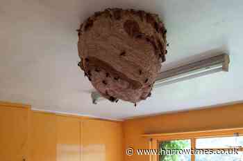 Asian Hornets: One of the largest nests ever found in UK discovered