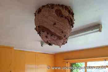 Asian Hornets: One of the largest nests ever found in UK discovered