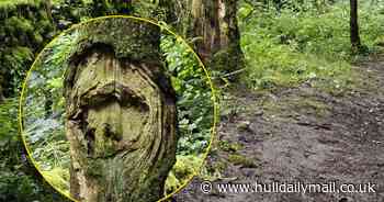 Dog walker stunned to spot face of Liam Gallagher staring out from tree