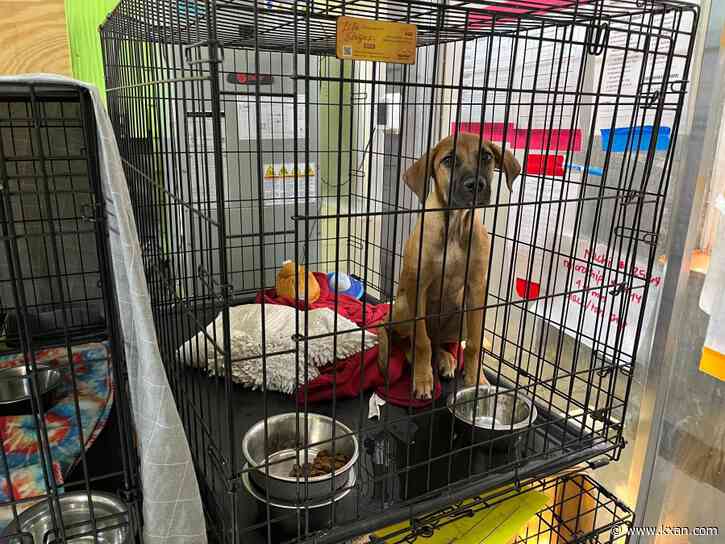 Austin animal shelter seeking fosters for distemper dogs