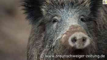 Immer weniger Wildschweine in Braunschweig erlegt