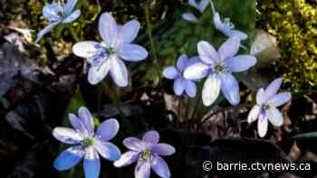 Tiffin Centre opens Flower Map for trail visitors