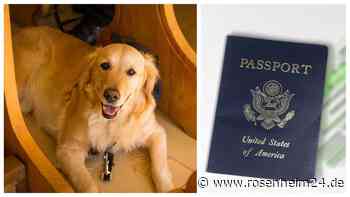 Traumhochzeit in Italien: Hund „Chickie“ crasht Pläne – Reise hängt an seidenem Faden