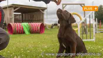Hundetrainerin klagt gegen Freistaat: So endet das Verfahren vor Gericht