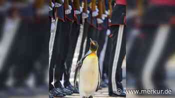 Langjährige Tradition in Schottland: Pinguin wird zum Generalmajor befördert