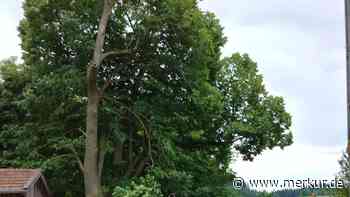 500 Jahre alte Linde bei Prem durch Sturm massiv beschädigt