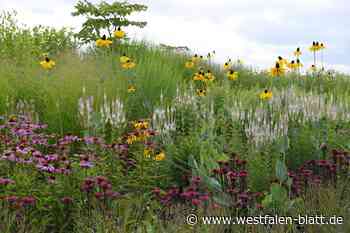 Lübbecker Grünen-Fraktion will mehr Vorgaben für Gärten
