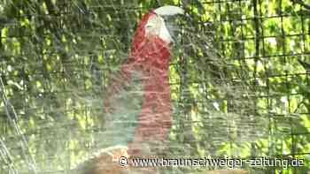 Papagei-Dusche und Eisbomben für Stachelschweine - Zootiere kühlen sich ab