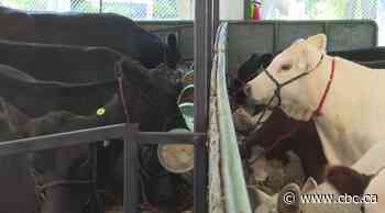 These are not all cows? CBC explains