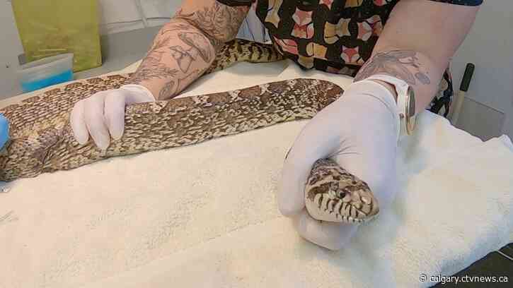 'Definitely an increase': Animal rescue shelter hit by rising food costs