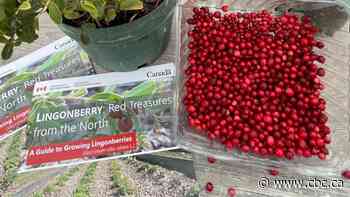 Move over kale: Manitoba-grown wild berry could be next superfood, scientist says