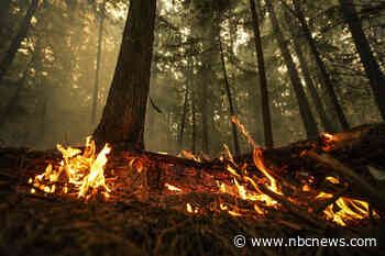 Climate change made record-setting Canada wildfires more likely, scientists say