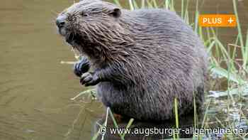Richtiger Ansatz bei Unterstützung für Biber-Geschädigte