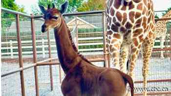 Can you spot what's different about this baby giraffe? U.S. zoo celebrates its monochrome marvel