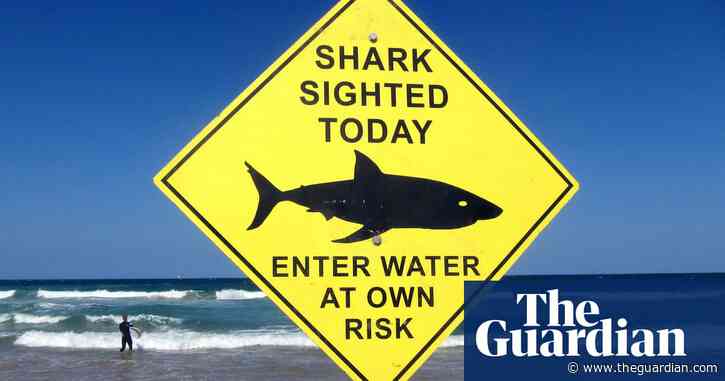 NSW government department ‘refusing’ to publish community feedback on shark nets