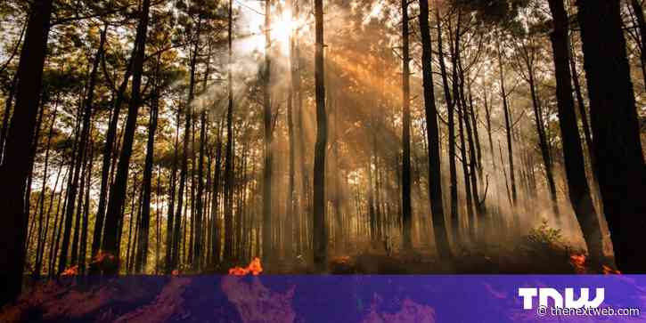 AI sensors in the forest can smell a wildfire before it spreads