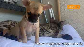 Hundebesitzerin verzweifelt: Chihuahua Maya wurde ihr vom Balkon geklaut