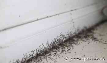 18p item to ‘instantly’ get rid of ants - they ‘hate the smell’ and will ‘never return’