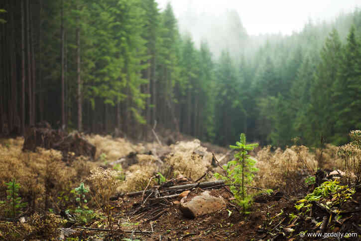 The Daily Scoop: P&G quietly drops forest degradation ESG pledge