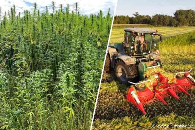 Velden vol hennepplanten in Gierle doen voorbijgangers in ogen wrijven: “Ze worden gebruikt om isolatie van te maken, geen drugs”