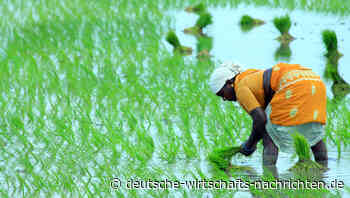 Weltmarkt für Reis steuert auf eine Knappheit zu