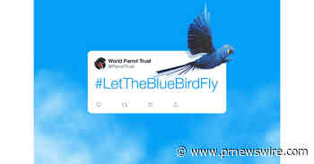 WORLD PARROT TRUST ADDS NEW ENDANGERED SPECIES TO THEIR LIST: THE TWITTER BLUE BIRD